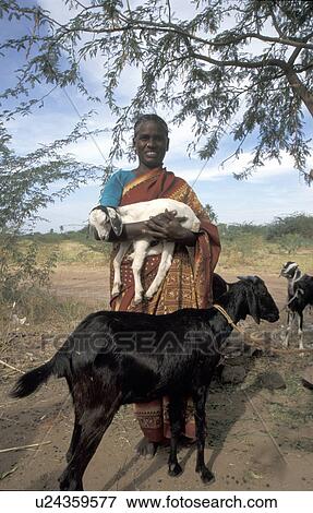goatrearer, person, 40, rathinamal, india, people View Large Photo Image Stock Photo - goatrearer, person, 40, rathinamal, india, people. Fotosearch