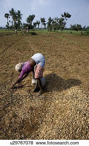 Stock Photo - groundnuts, people, harvesting, india, person, woman. Fotosearch
