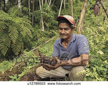grown, person, cassava, farmer, honduras, people View Large Photo Image Stock Image - grown, person, cassava, farmer, honduras, people. Fotosearch
