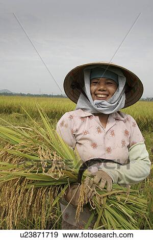 harvest, person, rice, farmer, vietnam, people View Large Photo Image Stock Photo - harvest, person, rice, farmer, vietnam, people. Fotosearch