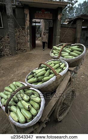 harvest, person, squash, china, 7105, people View Large Photo Image Stock Photo - harvest, person, squash, china, 7105, people. Fotosearch