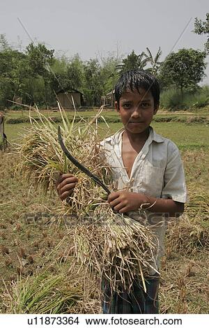 Picture - harvested, people, boy, bangladesh, person, food. Fotosearch