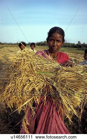 Stock Image - harvested, person, holding, khanda, india, people. Fotosearch