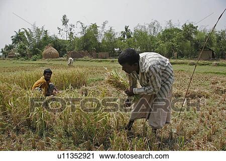 Stock Image - harvesting, food, bangladesh, person, people, family. Fotosearch