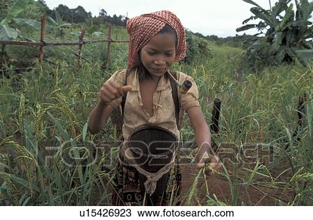 harvesting, hand, cambodia, person, girl, people View Large Photo Image Stock Image - harvesting, hand, cambodia, person, girl, people. Fotosearch