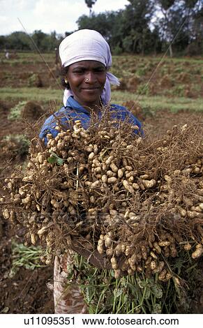 harvesting, person, 18, devi, india, people View Large Photo Image Stock Image - harvesting, person, 18, devi, india, people. Fotosearch