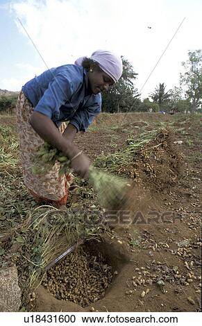 Stock Image - harvesting, person, 18, devi, india, people. Fotosearch