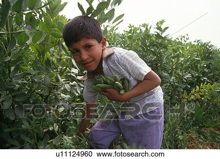Stock Image - harvesting, person, boy, palestine, 4318, people. Fotosearch
