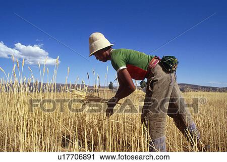 harvesting, person, farmer, bolivia, 3326, people View Large Photo Image Stock Image - harvesting, person, farmer, bolivia, 3326, people. Fotosearch