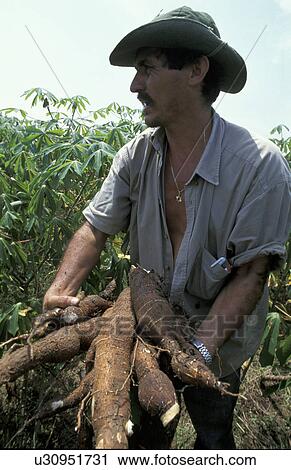 harvesting, person, farmer, salvador, 5039, people View Large Photo Image Stock Image - harvesting, person, farmer, salvador, 5039, people. Fotosearch