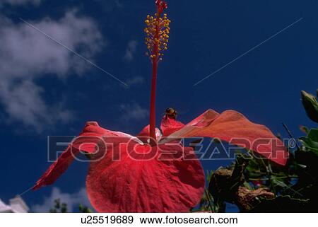 hibiscus, flowers, red, scarlet, blossoms, flora View Large Photo Image Stock Photo - hibiscus, flowers, red, scarlet, blossoms, flora. Fotosearch