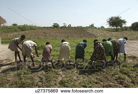 hoeing, people, girls, zambia, person, food View Large Photo Image Stock Photo - hoeing, people, girls, zambia, person, food. Fotosearch