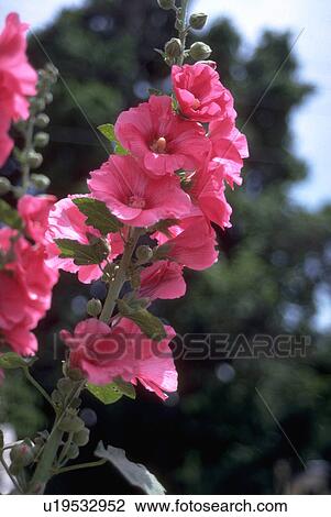hollyhocks, flowers, pink, spike, blossoms, flora View Large Photo Image Stock Image - hollyhocks, flowers, pink, spike, blossoms, flora. Fotosearch