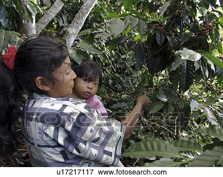 honduras, people, person, coffee, child, woman View Large Photo Image Stock Photo - honduras, people, person, coffee, child, woman. Fotosearch