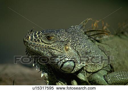 iguana, seen, lizard View Large Photo Image Stock Photography - iguana, seen, lizard. Fotosearch