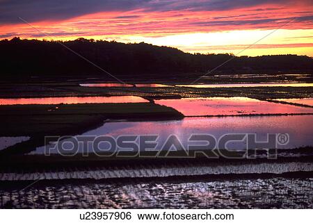 ilocos, rice, sunset, philippines, water View Large Photo Image Stock Photograph - ilocos, rice, sunset, philippines, water. Fotosearch