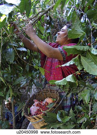 Stock Photo - indigenous, people, guatemala, person, coffee, woman. Fotosearch