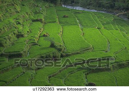 Stock Image - indonesia, lush, bali, strata, green, nature. Fotosearch