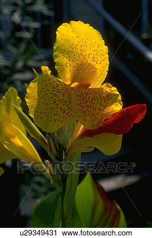 Stock Image - iris, flowers, gold, red, blossoms, flora. Fotosearch