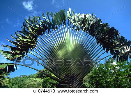 islands, palm, island, marquesas, plant, fan View Large Photo Image Stock Image - islands, palm, island, marquesas, plant, fan. Fotosearch