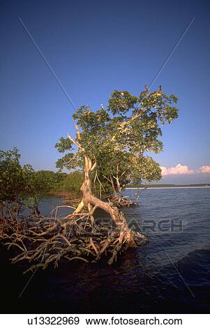 Stock Photo - islands, tree, 000, 10, mangrove, water. Fotosearch