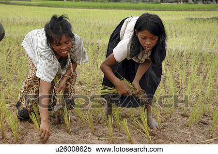 kampong, person, rice, transplanting, cambodia, people View Large Photo Image Stock Photography - kampong, person, rice, transplanting, cambodia, people. Fotosearch
