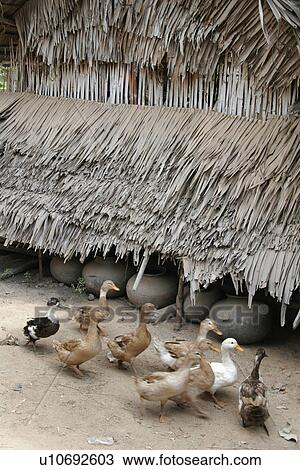kampot, cambodia, village, daung, ducks, food View Large Photo Image Stock Image - kampot, cambodia, village, daung, ducks, food. Fotosearch