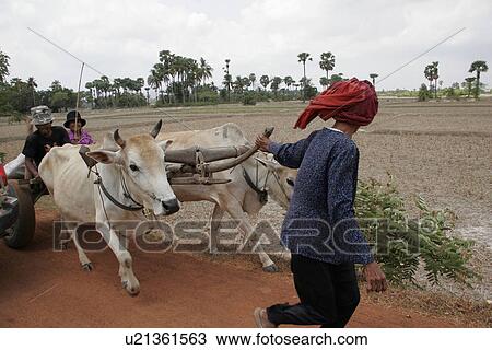 kampot, person, cart, ox, cambodia, people View Large Photo Image Stock Image - kampot, person, cart, ox, cambodia, people. Fotosearch