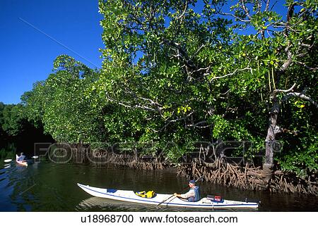 Stock Image - kayaks, busuanga, inlet, trees, water. Fotosearch