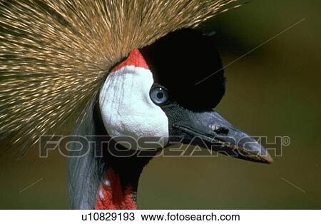 Stock Image - kenya, crane, mt, regulorum, balearica, crowned. Fotosearch
