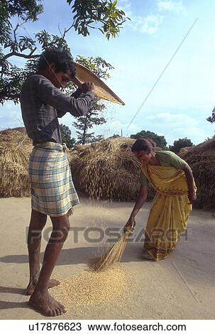 kunkuri, india, rice, winnowing, women, 3969 View Large Photo Image Stock Image - kunkuri, india, rice, winnowing, women, 3969. Fotosearch