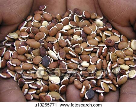 Stock Image - lablab, pattern, zambia, person, nature, people. Fotosearch