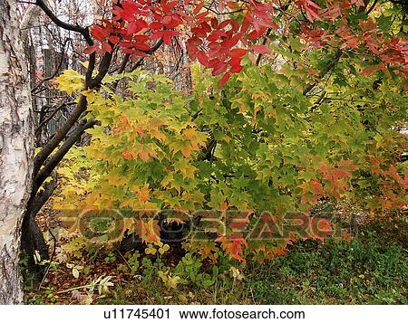 Stock Image - lake, person, tints, autumn, russia, people. Fotosearch