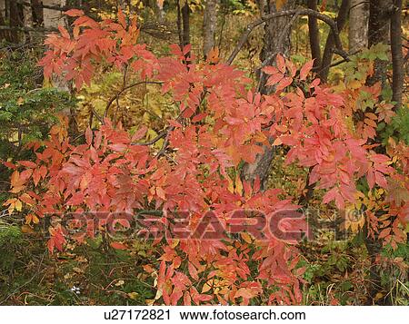 lake, person, tints, autumn, russia, people View Large Photo Image Stock Image - lake, person, tints, autumn, russia, people. Fotosearch
