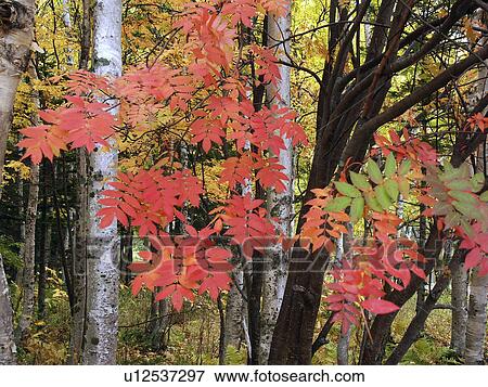 lake, person, tints, autumn, russia, people View Large Photo Image Stock Photo - lake, person, tints, autumn, russia, people. Fotosearch