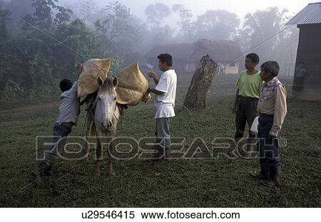 loading, fitness, guatemala, 7398, person, people View Large Photo Image Stock Photography - loading, fitness, guatemala, 7398, person, people. Fotosearch