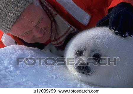 magdellan, baby, iceberg, seal, harp, white View Large Photo Image Stock Photo - magdellan, baby, iceberg, seal, harp, white. Fotosearch