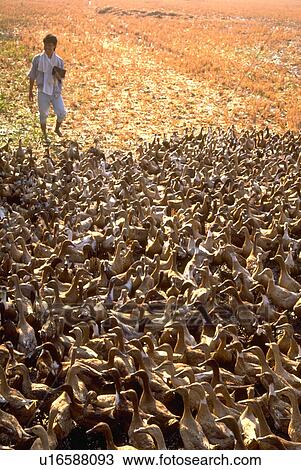male, rural, ducks, amidst, filipino View Large Photo Image Stock Image - male, rural, ducks, amidst, filipino. Fotosearch