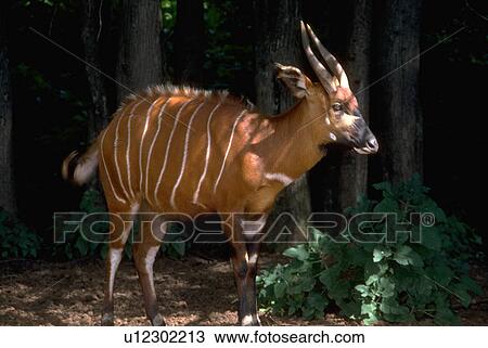 masai, boocercus, kenya, antelope, euryceros, bongo View Large Photo Image Stock Image - masai, boocercus, kenya, antelope, euryceros, bongo. Fotosearch