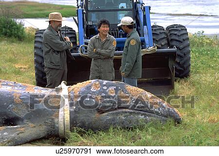 men, beached, shovel, steam, ocean, whale View Large Photo Image Stock Image - men, beached, shovel, steam, ocean, whale. Fotosearch