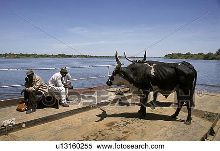 men, fitness, cows, zambia, person, people View Large Photo Image Stock Photography - men, fitness, cows, zambia, person, people. Fotosearch