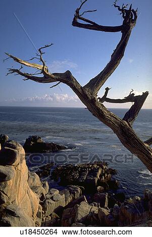 mile, beauty, 17, california, carmel, nature View Large Photo Image Picture - mile, beauty, 17, california, carmel, nature. Fotosearch