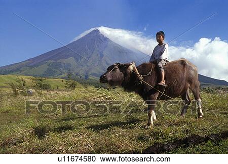 mount, philippines, buffalo, water, boy, 3815 View Large Photo Image Stock Image - mount, philippines, buffalo, water, boy, 3815. Fotosearch