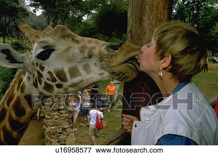 mouth, female, giraffe, rothschild, feeding, woman View Large Photo Image Stock Photo - mouth, female, giraffe, rothschild, feeding, woman. Fotosearch