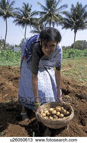 Stock Image - mulbaghal, person, potatoes, harvesting, india, people. Fotosearch