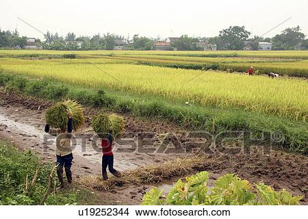 nam, person, harvest, rice, vietnam, people View Large Photo Image Picture - nam, person, harvest, rice, vietnam, people. Fotosearch