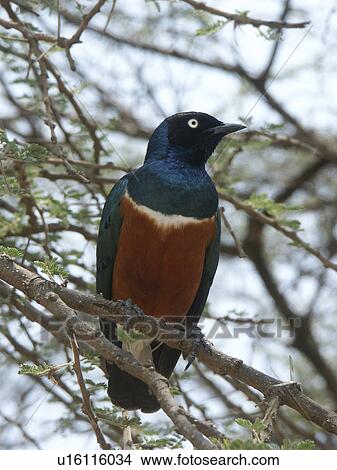 Picture - national, person, crater, ngorongoro, tanzania, people. Fotosearch