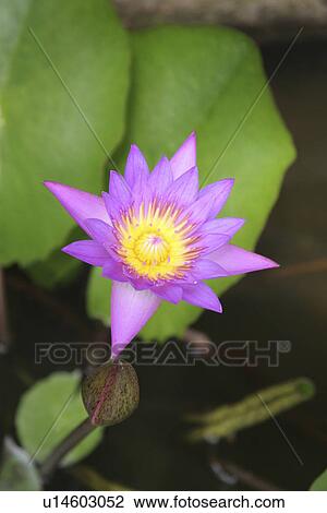 Stock Image - nature, blossom, lotus, thailand, pattern. Fotosearch