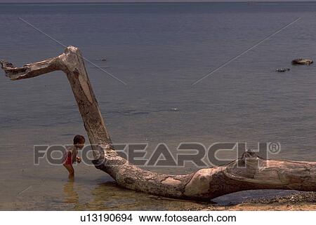 Picture - nature, water, child, people, tree, beach. Fotosearch