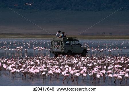 ngorongoro, flamingo, tanzania, ruber, phoenicopterus, greater View Large Photo Image Stock Photo - ngorongoro, flamingo, tanzania, ruber, phoenicopterus, greater. Fotosearch